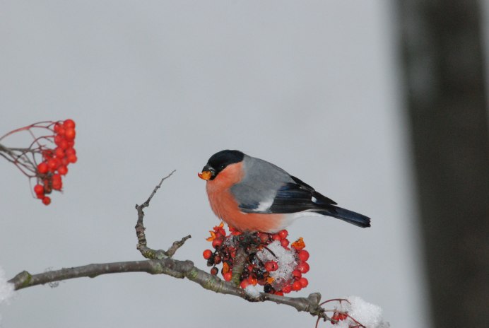 Зима Снегири