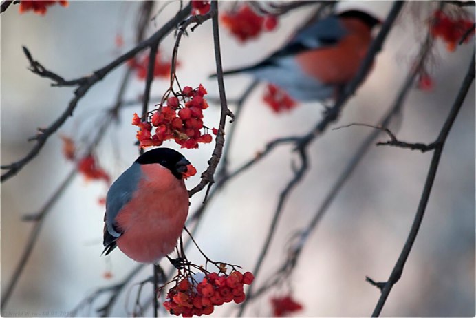 Толстый Снегирь
