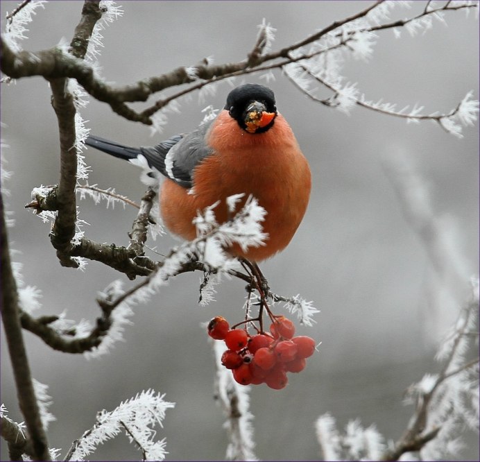Снегирь птички зимующие