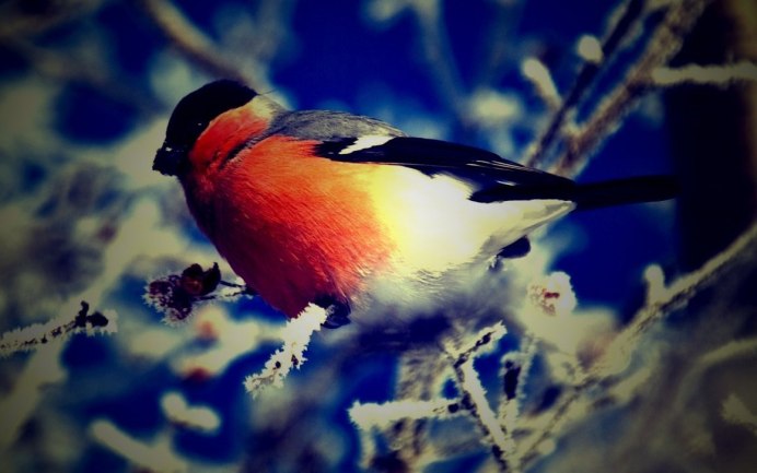 Красивый Снегирь