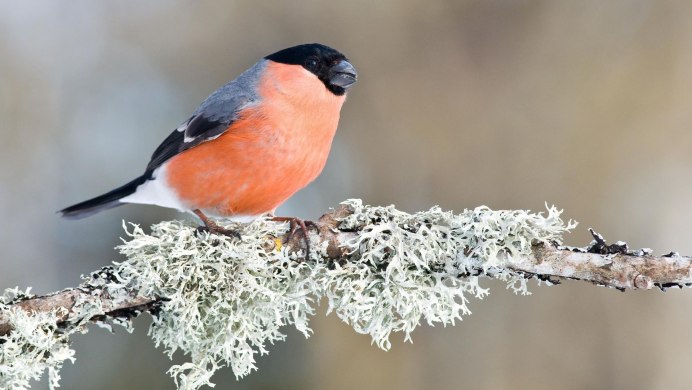 Снегири на рябине