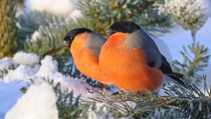 Лесные птицы Снегирь