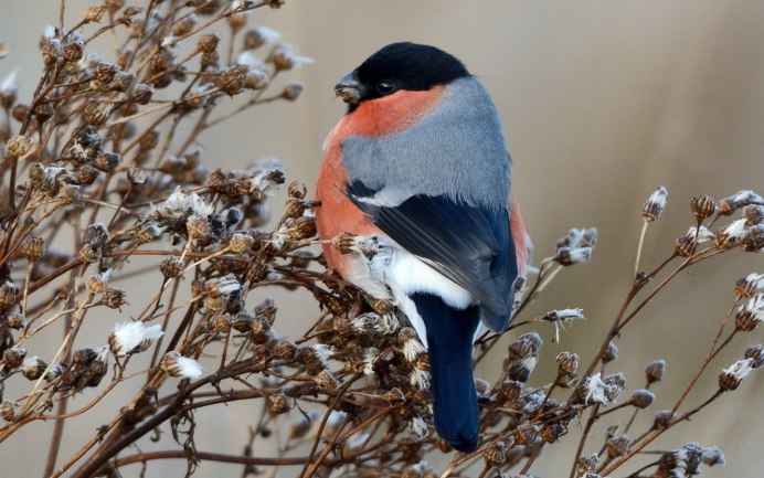Снегири в зимнем лесу