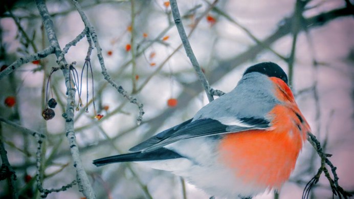 Красноголовый Снегирь