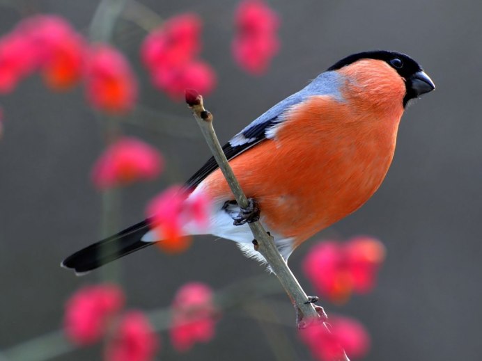 «Снегирь на ветке рябины» Петрова с. 6
