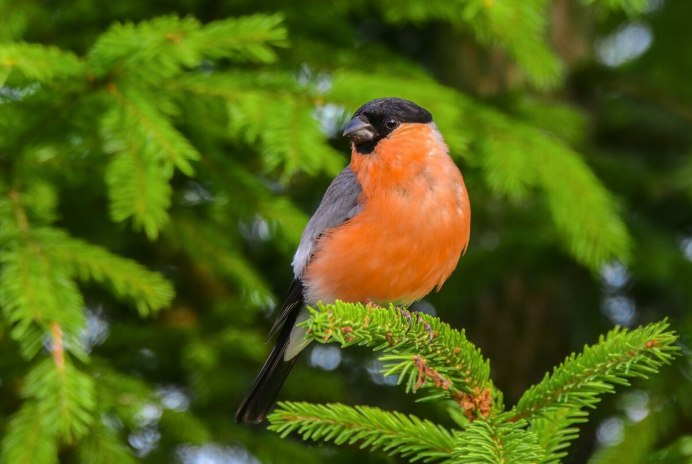 Снегири на снегу