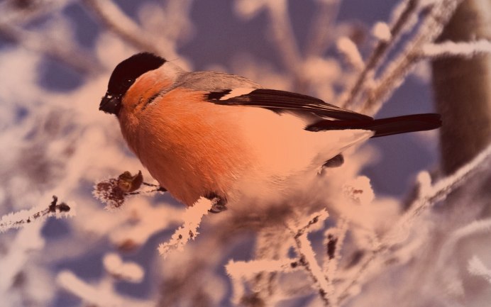 Снегири и Дрозды