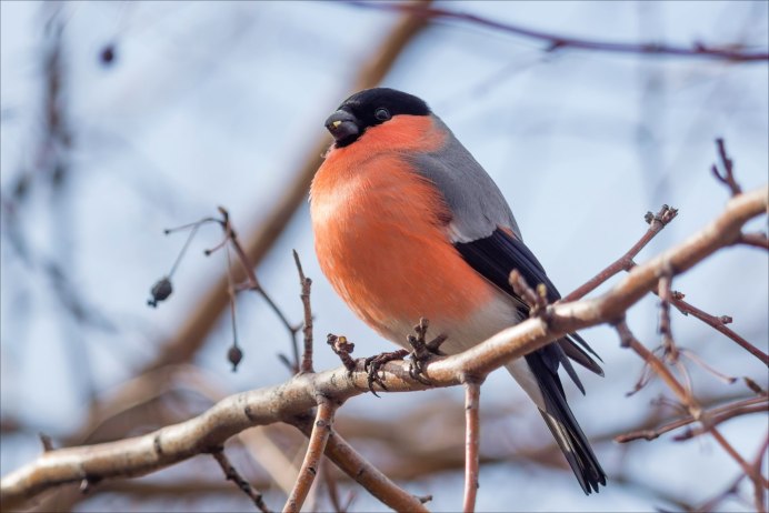 Птичка с красной грудкой но не Снегирь фото