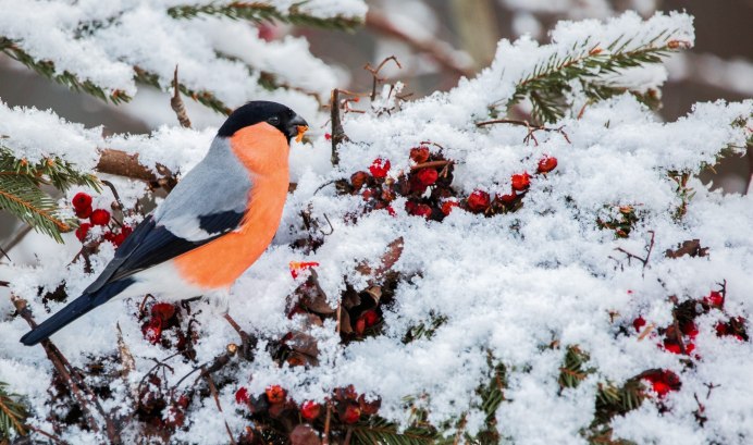 Зимующие птицы Снегирь