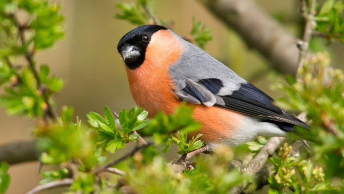 Зимующие птицы Снегирь