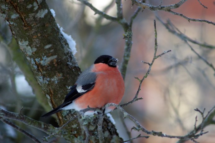 Снегири прилетели