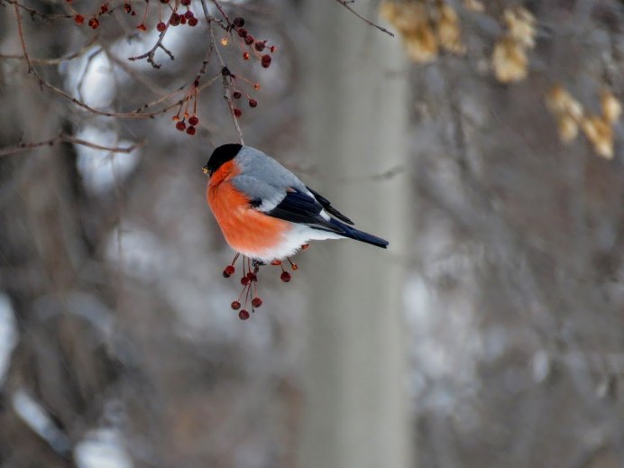 Воробьинообразные Снегирь