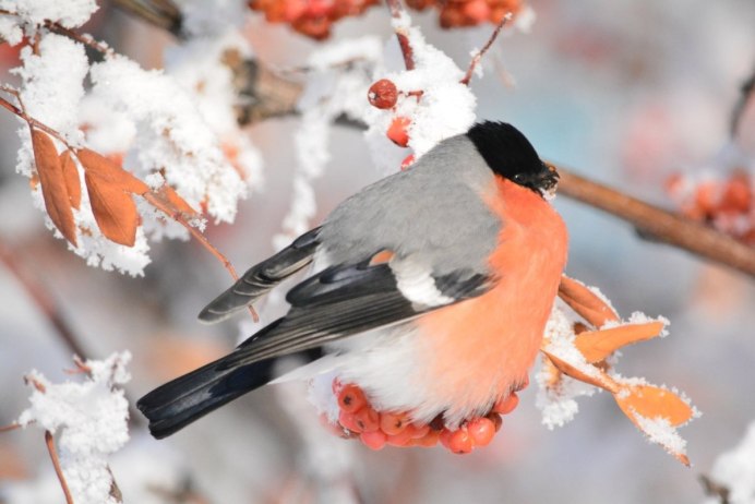 Снегирь пухляк