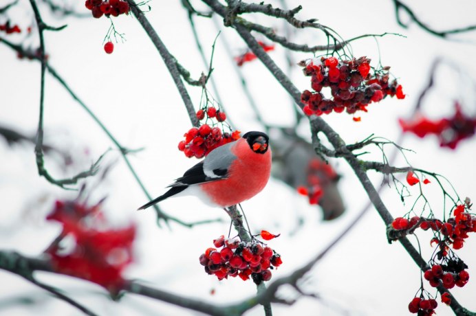 Воробьинообразные Снегирь