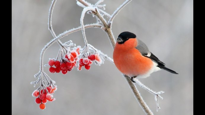 Снегирь синица свиристель