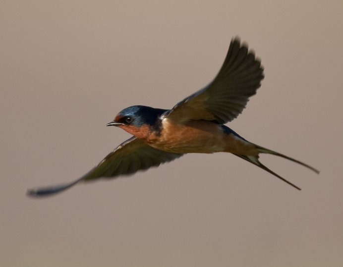 Petrochelidon pyrrhonota