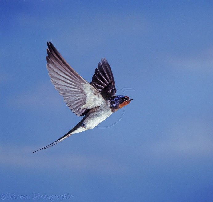 Hirundo Rustica полет