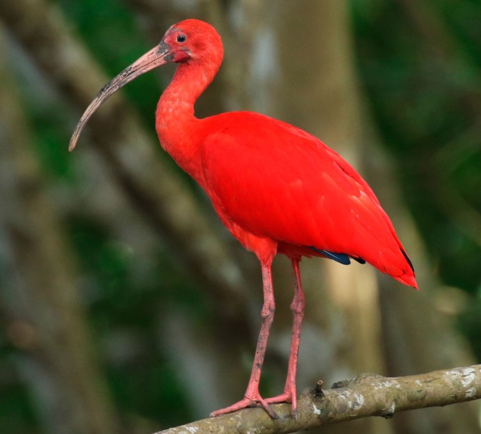 Африканский рогатый ворон