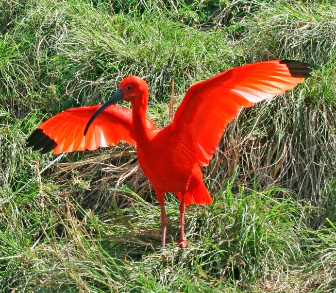 Попугай Синеухий красный Лори