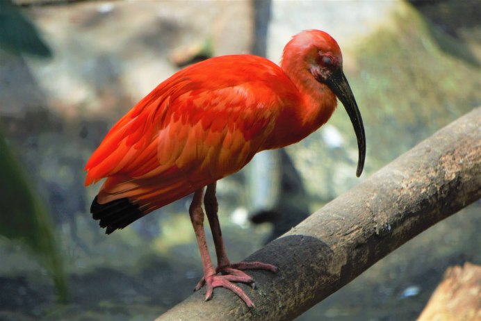 Красный попугай (Red Parrot)