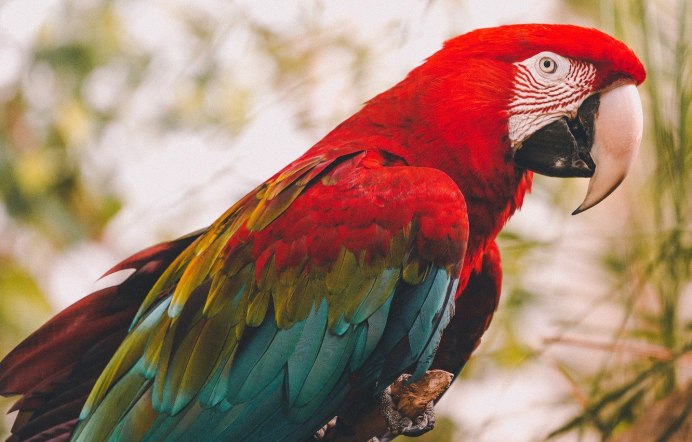 Птичка красного цвета