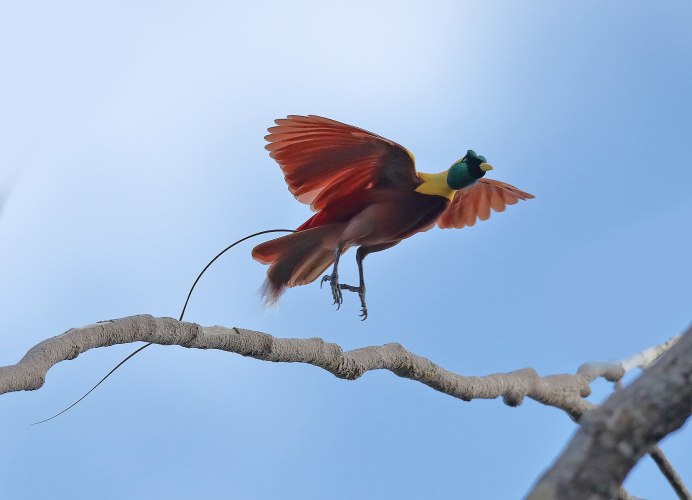 Белоплечий Орлан