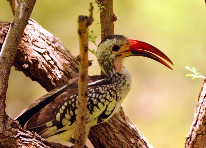 Орёл-ягнятник Бородач