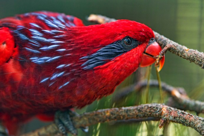 Котинга Помпадур