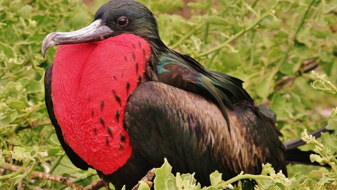 Птица алый Ибис