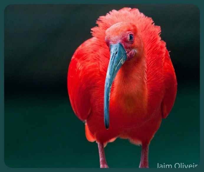 Птица Ибис Южная Америка