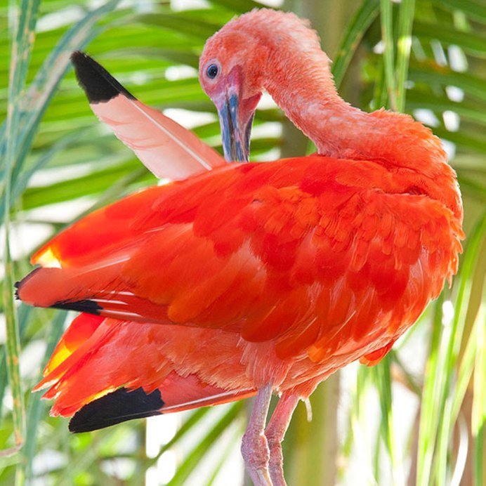 Дятел Желна