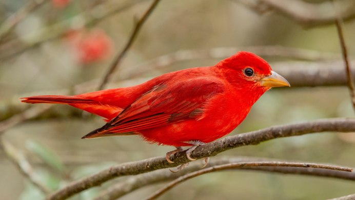 Красное черноя пиранга