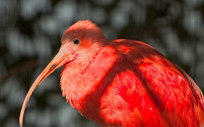 Малый подорлик птица