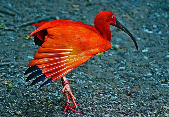 Бразильский алый Ибис