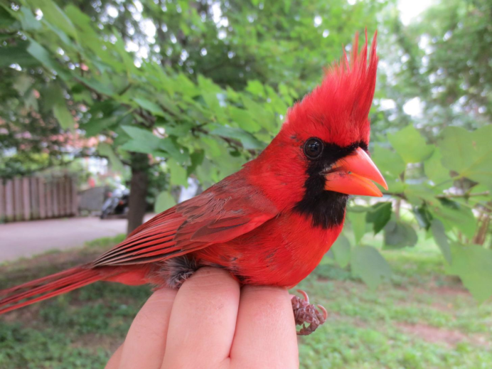 Фрегаты птицы гнездо