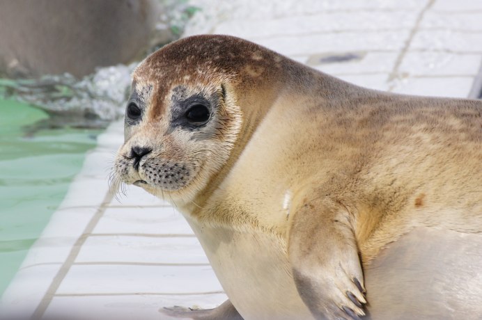 Австралийский морской Лев (Neophoca cinerea)