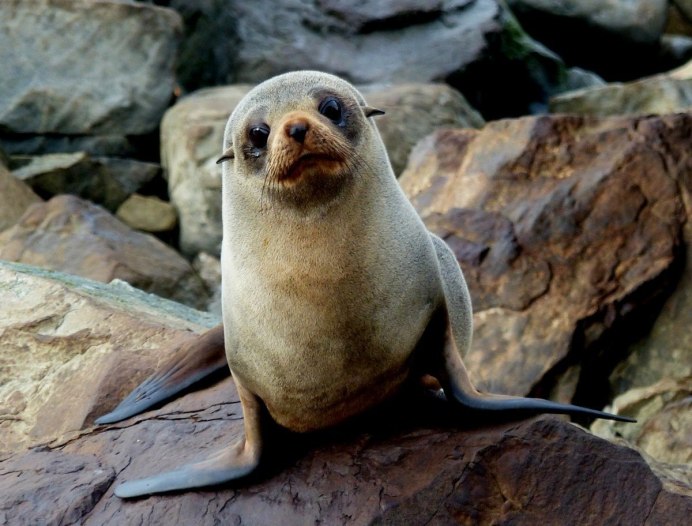 Галапагосский морской котик (Arctocephalus Galapagoensis)
