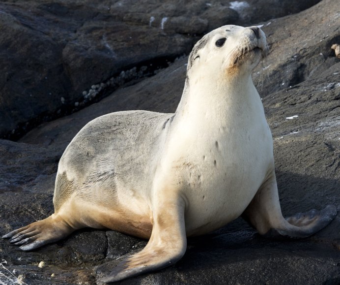 Калифорнийский морской Лев Zalophus californianus