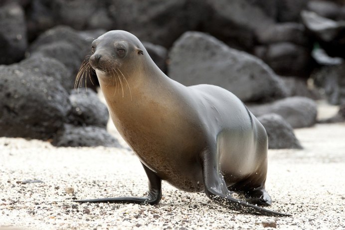 Sea Lion vs Seals