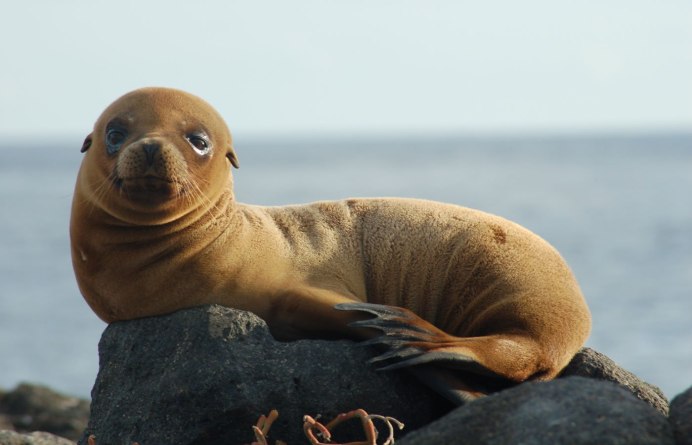 Arctocephalus forsteri