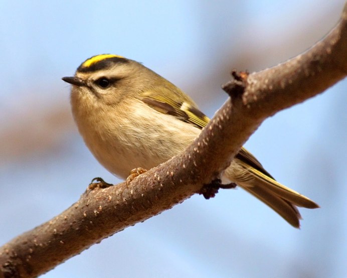 Сойка обыкновенная