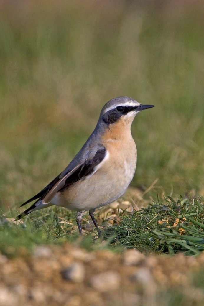 Птица с желтыми пятнами на крыльях