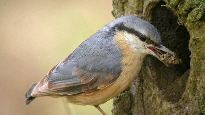 Сойка Перелетная птица