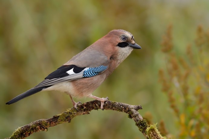Маленькая птичка с черной головой