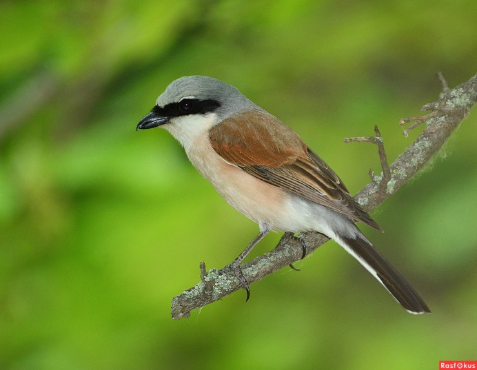Птица Сойка Крымская