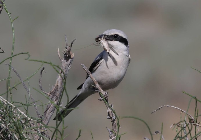 Сойка коричневая