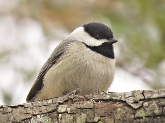 Серый сорокопут