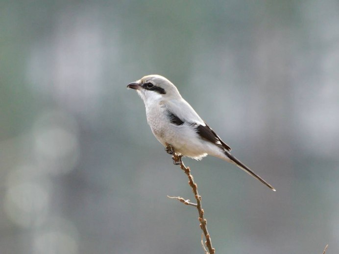 Лесные птицы поползень