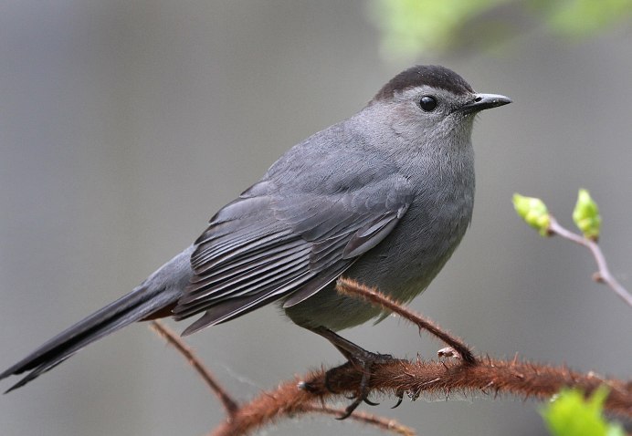 Gray Catbird