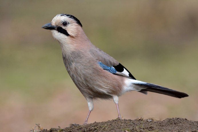 Рыжеголовая Сойка